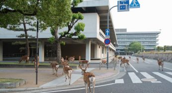 Nara, Nhật Bản – nơi hươu nai ‘khiêu vũ’ giữa phố phường