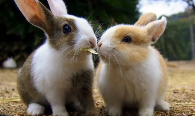 Nét đáng yêu của Thỏ Okunoshima