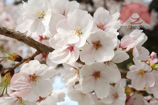 Các loài Hoa Anh Đào Nhật Bản