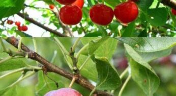 Phân biệt Hoa Anh Đào và Hoa Mơ Nhật bản: Cherry vs Ume