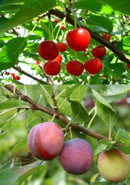 Phân biệt Hoa Anh Đào và Hoa Mơ Nhật bản: Cherry vs Ume