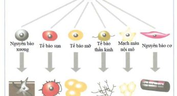 Liệu pháp về tế bào gốc ở Nhật bản