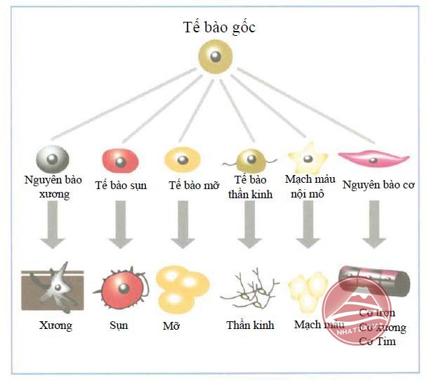 Liệu pháp về tế bào gốc ở Nhật bản