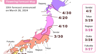 Dự báo lịch hoa anh đào Nhật bản 2024: thời gian và địa điểm ngắm hoa đẹp nhất