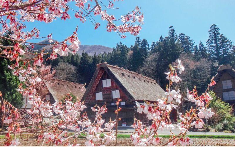 Làng cổ Shirakawago đẹp như một bức tranh