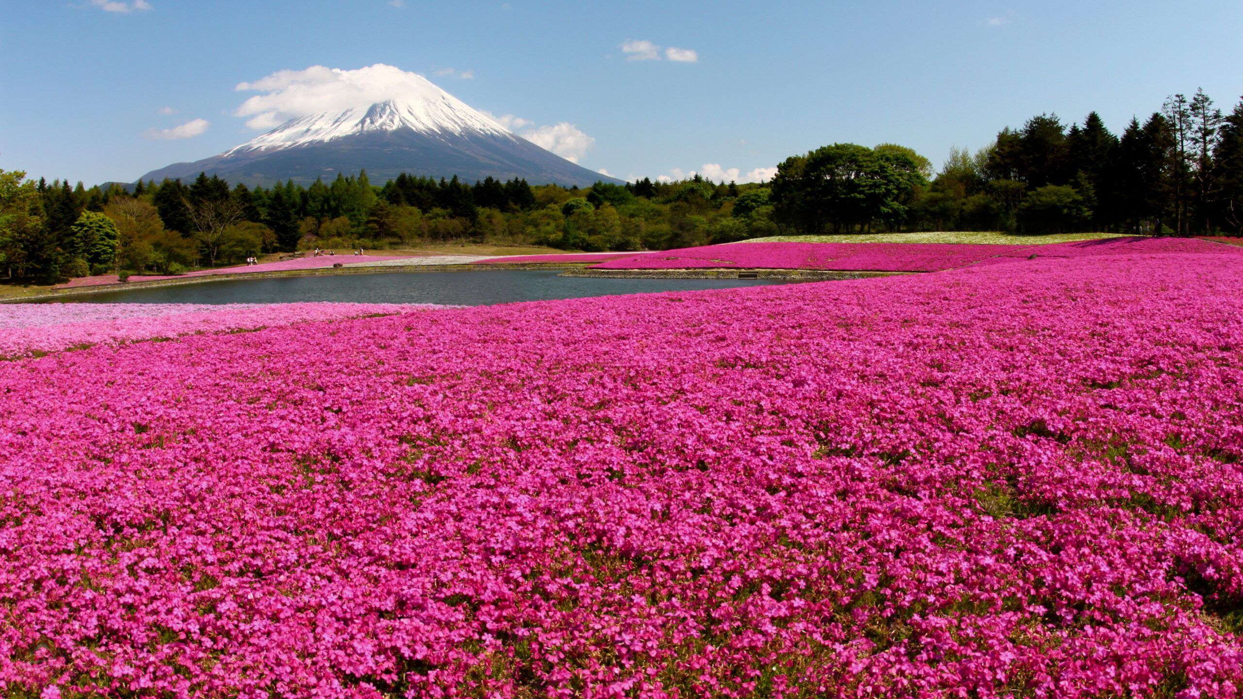 Khám phá lễ hội Fuji Shibazakura trong tour Nhật lễ 30/4-1/5