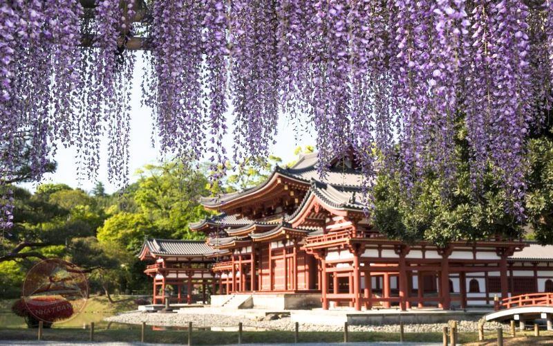 Tour Nhật Bản 5N4Đ mùa hoa anh đào về chiều | Hà Nội bay Japan Airlines