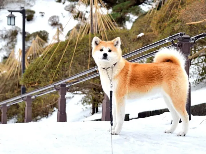 Bảo tàng Chó Akita: Khám phá thế giới độc đáo của chó Akita