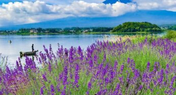 [Lavender] Tour Nhật Bản 6N5Đ Osaka-Tokyo | Hà Nội bay VNA