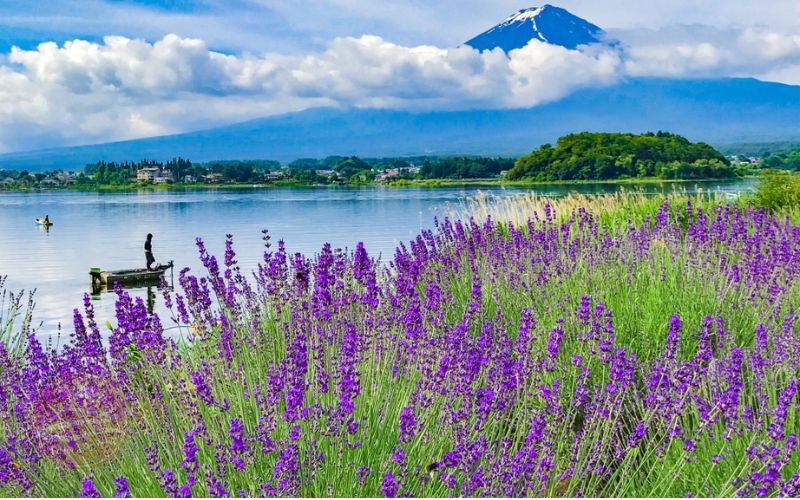 Công viên Oshi nơi diễn ra Lễ hội Fujikawaguchiko Herb Festival