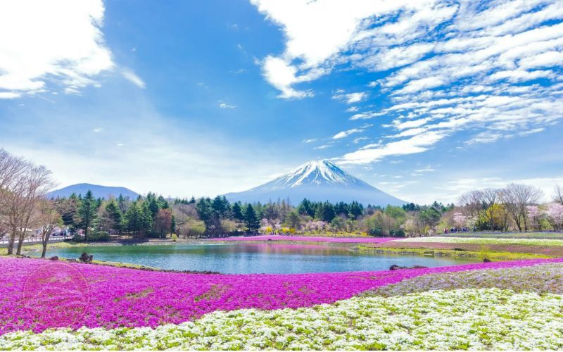 Ngàn hoa đua sắc trong lễ hội Hoa chi Anh Fuji Shibazakura