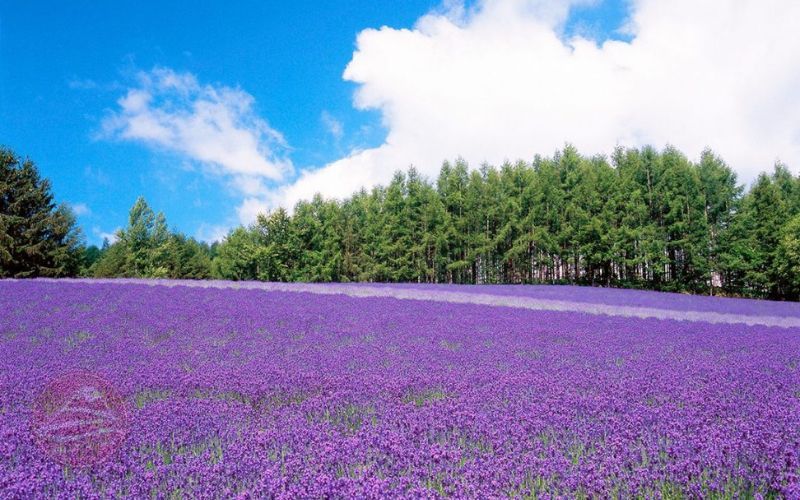 Farm Tomita là cánh đồng hoa ở Hokkaido nổi tiếng nhất