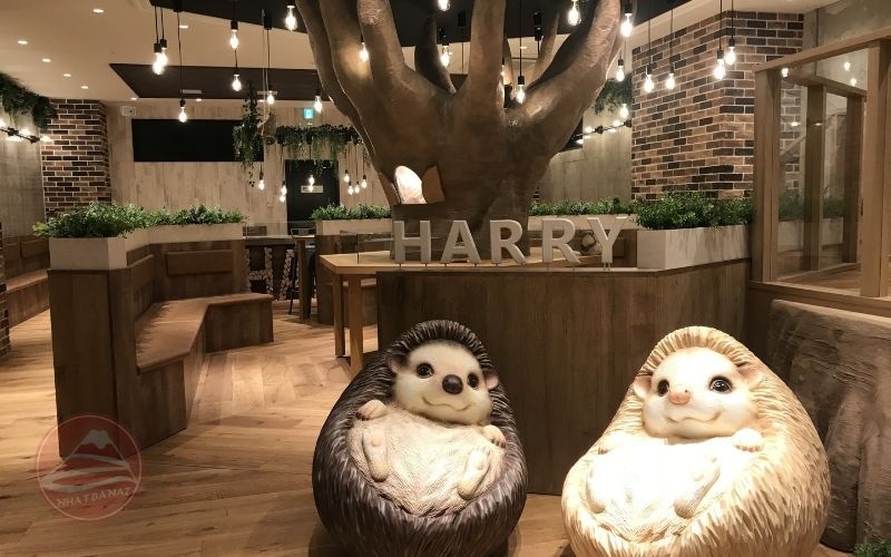 Hedgehog Cafe Harry là quán cà phê nhím đầu tiên tại Tokyo