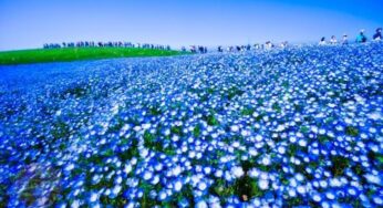 Công viên Hitachi – Thiên đường hoa Nemophila