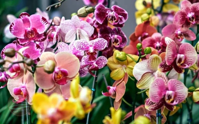 Japan International Orchid And Flower Show