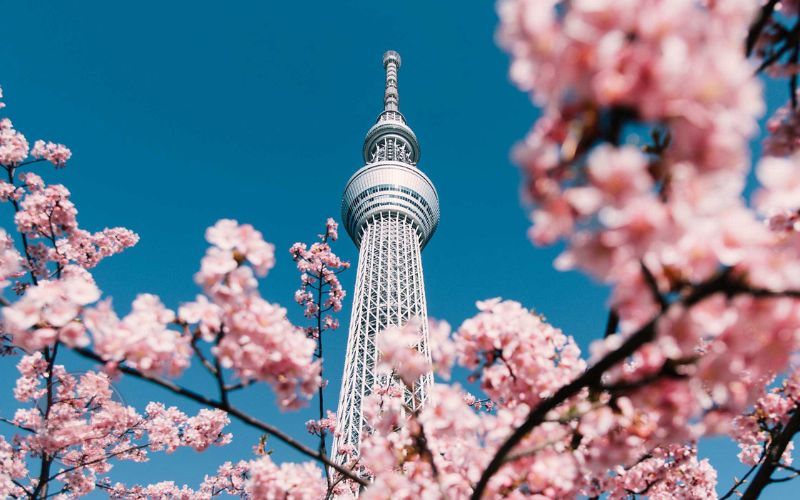 Tháp Tokyo Skytree mùa hoa anh đào