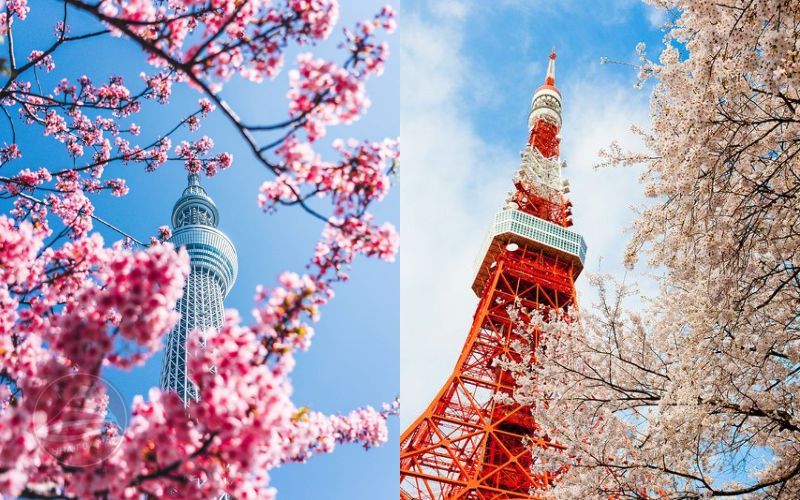 Tham quan tháp Tokyo Skytree và tháp Tokyo khi du lịch Nhật Bản 4N3Đ