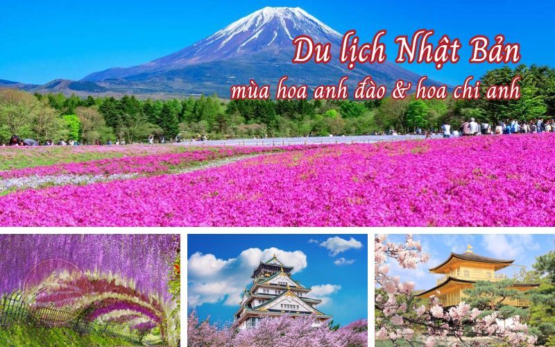 Du lịch Nhật Bản mùa hoa anh đào & hoa chi anh 5N5Đ từ TP. HCM