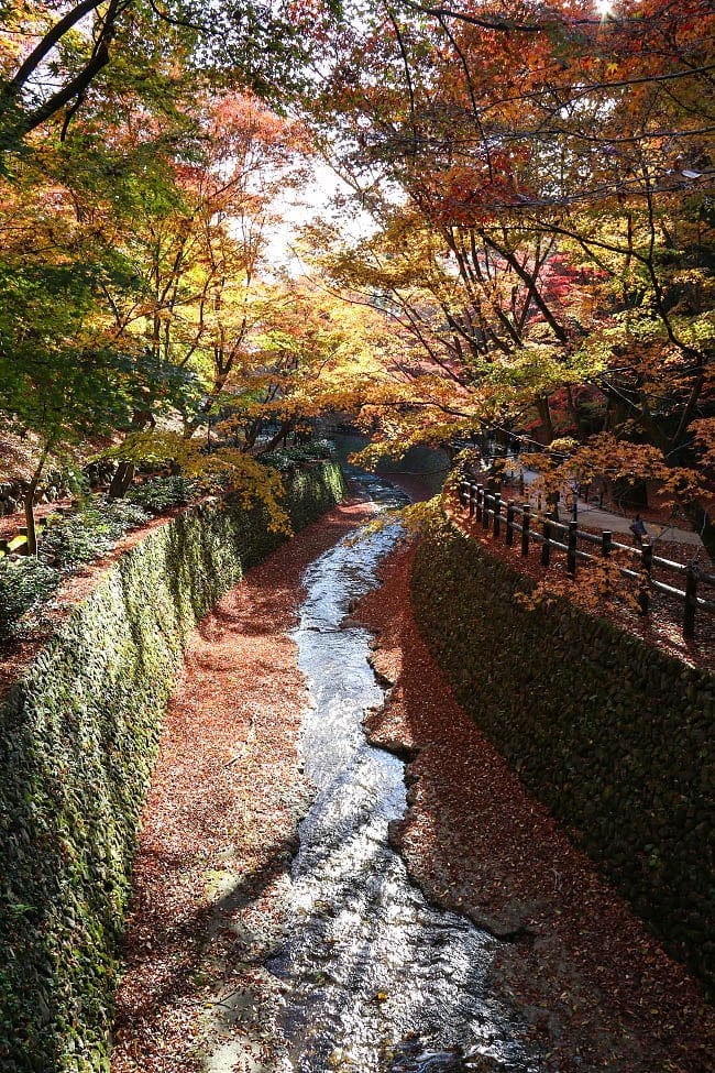 Những bức ảnh tuyệt đẹp mùa lá đỏ Nhật Bản 2016: Kyoto, cuối thu