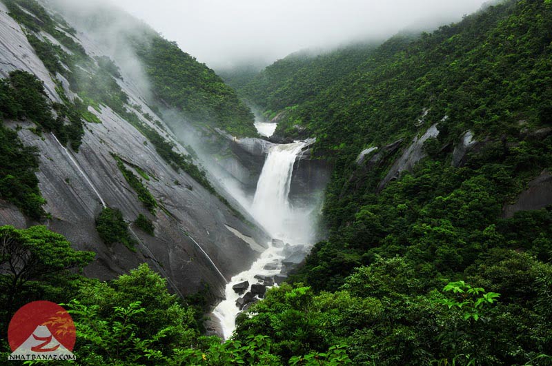 Ốc Cửu Đảo Yakushima