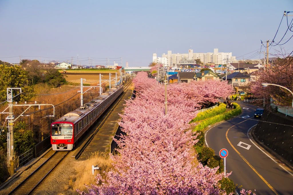 Hoa anh đào nở sớm Miurakaigan (Miura, Kanagawa) dọc đường tàu