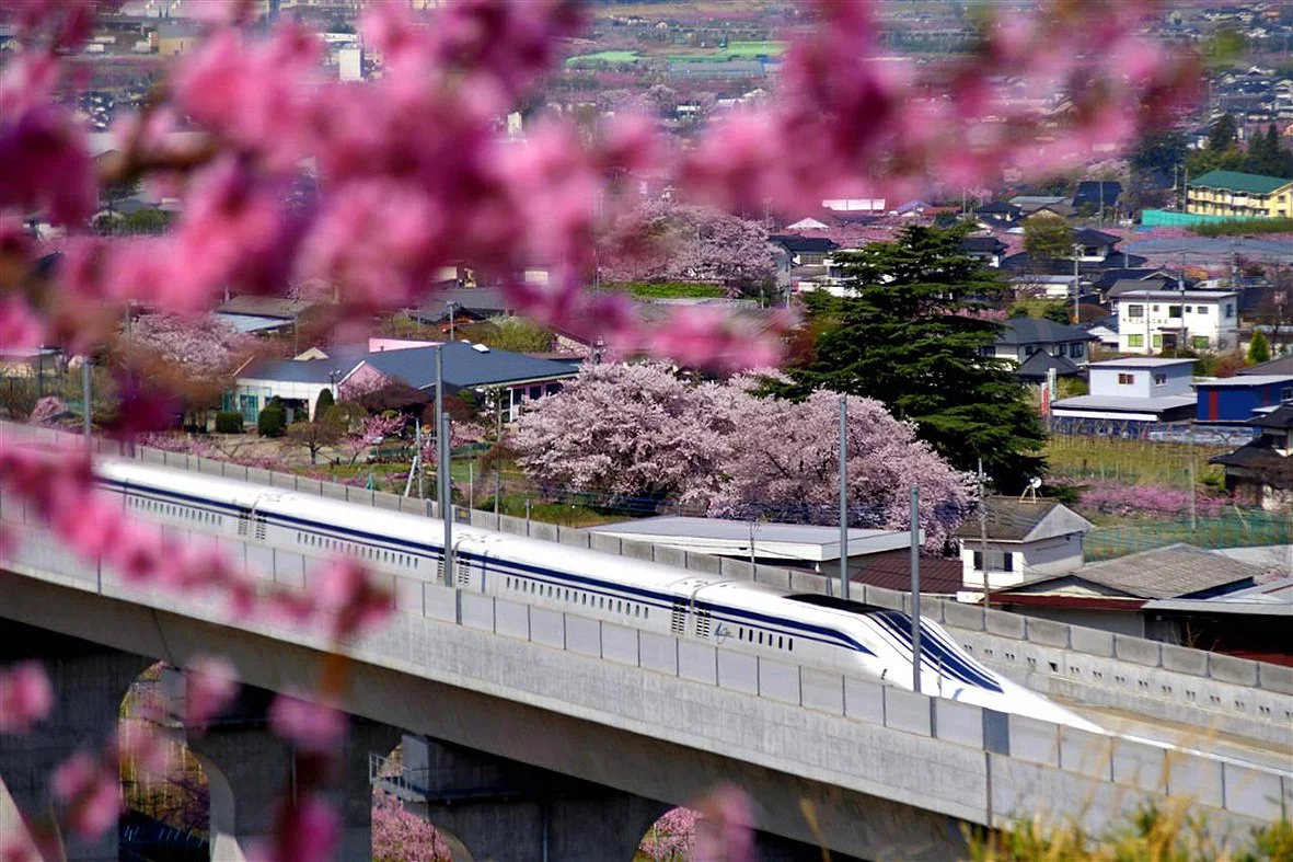 hoa-anh-dao-nhat-ban-shinkansen