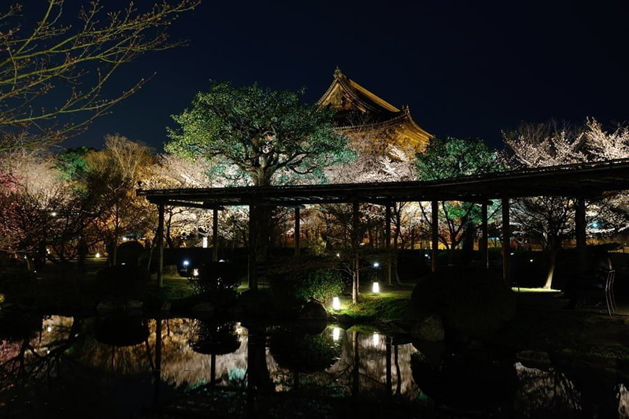 Hoa Anh Đào ngày và đêm ở đền Toji (Đông Tự), Kyoto, Nhật Bản